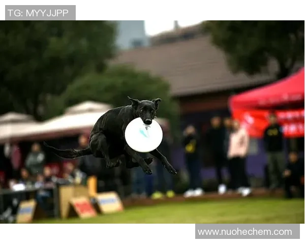 盖奇与小鹰巅峰对决直播盛况全程回顾与精彩瞬间解析 盖奇与小鹰巅峰对决直播盛况全程回顾与精彩瞬间解析